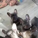 LILAC TAN FRENCH BULLDOG LITTER