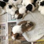 beautiful Lhaso Apso puppies