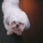 shih tzu girl 5 5 20