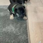 french bulldogs