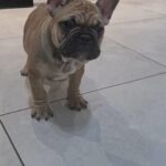 2 French bulldogs top quality