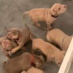 10 x xl bully's for sale bossy line both parents