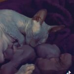 Naked Canadian Sphynx