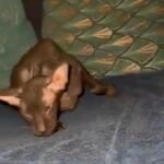 Peterbald female TICA registered