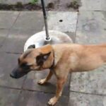 Belgian shepherd puppies for sale