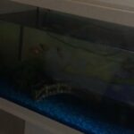 fish tank for sale