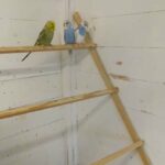 baby budgie