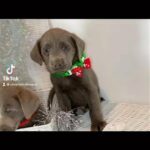 KC Silver Labradors