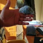 Handreared, tamed, and semitamed budgies