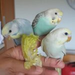 Handreared, tamed and semitamed budgies