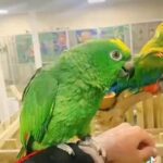 Hand Reared Baby Yellow Crowned Amazon