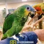 Hand Reared Baby Orange Winged Amazon