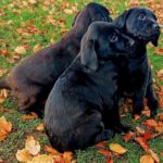 KC registered labrador pups