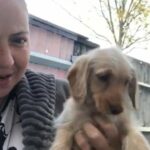 cockapoo puppy’s