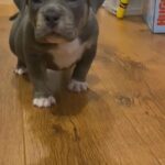 American pocket bullies for sale