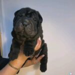 Shar-pei pup