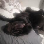 Shar pei