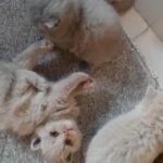beautiful Scottish fold kittens
