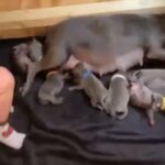 Cooper/Blue Bronson Staffordshire Bull Terrier/Price Reduced