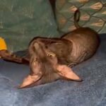 Black peterbald girl