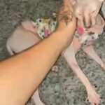 Gummy peterbald girl