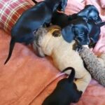 Miniature Dachshund Puppies (Only 2 Left)