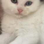 Persian kitten ready