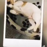 Jack russell puppy
