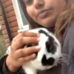 white and black bunny, only for £50