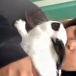 3 months old bunny
