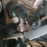 Staffordshire Bull Terrier puppies