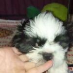 SHIH TZU 2 GIRLS AND 1 BOY READY NOW