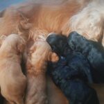 F1 cockapoo puppies