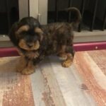F1 Cockapoo puppies