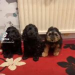 F1 Cockapoo puppies