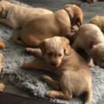 Mini labradoodles 07944726671