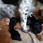 f1 cockapoo pup's for sale
