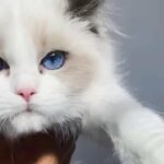 Ragdoll bi colour boy Available