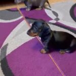 Dachshunds blue tan and black tan