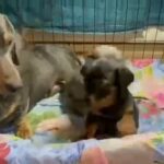 Dachshunds Blue tan and black tan miniature