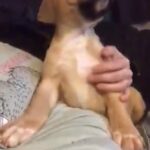 American Masti-Bull puppy (Female)