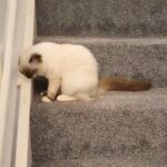 GCCF registered Ragdoll kitten