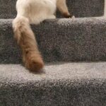Gorgeous GCCF Ragdoll girl