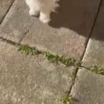 bichon miny toy
