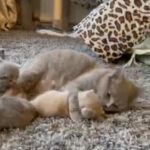 5 Beautiful British Shorthair Available