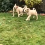 Huskamute Pups