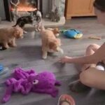 cavapoo puppies