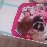 high quality toy size poms