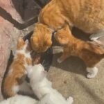 kittens for sale