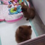 quality TOY chocolate Pomeranian pups